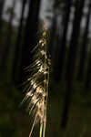 Lopsided Indiangrass